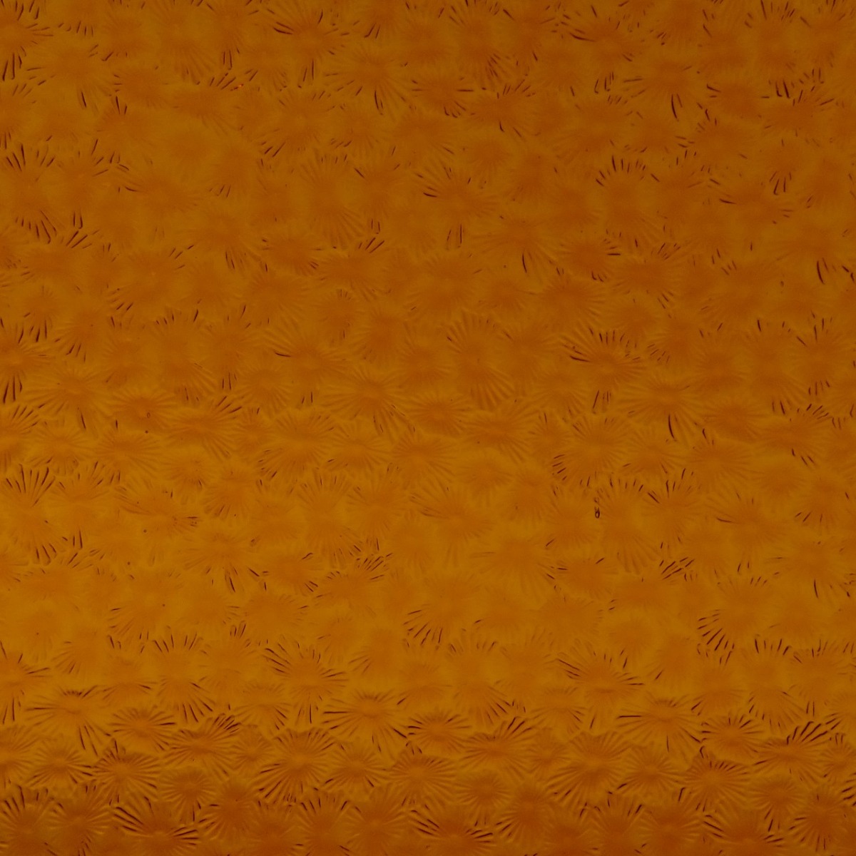 florentine 310 dark amber transp