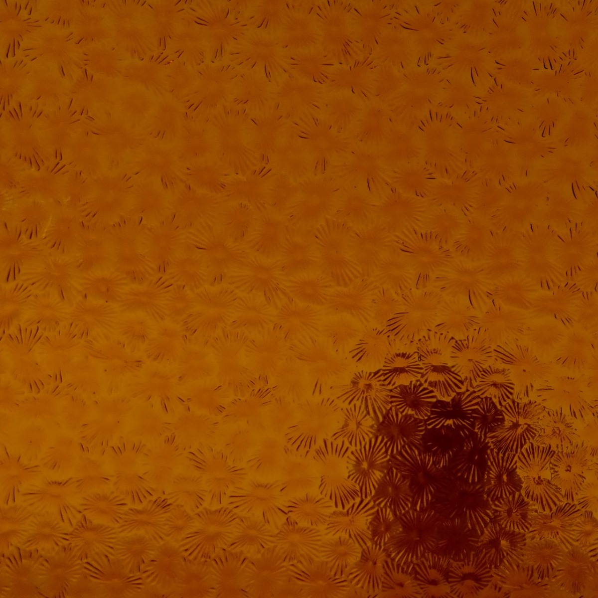 florentine 310 dark amber transp