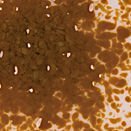 F3 2116-96sf chocolate opal