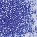 F1 2302-96sf medium blue opal